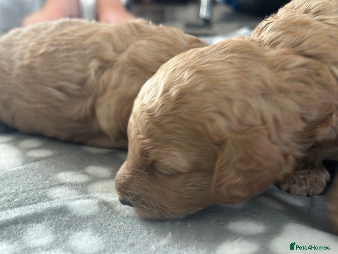 Labradoodle dogs for sale: Beautiful labradoodles for Sale  in Stoke-on-Trent - Image 14