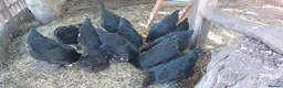 Hens poultry for sale: Pol Pure Breed Copper Marans - Advert 11