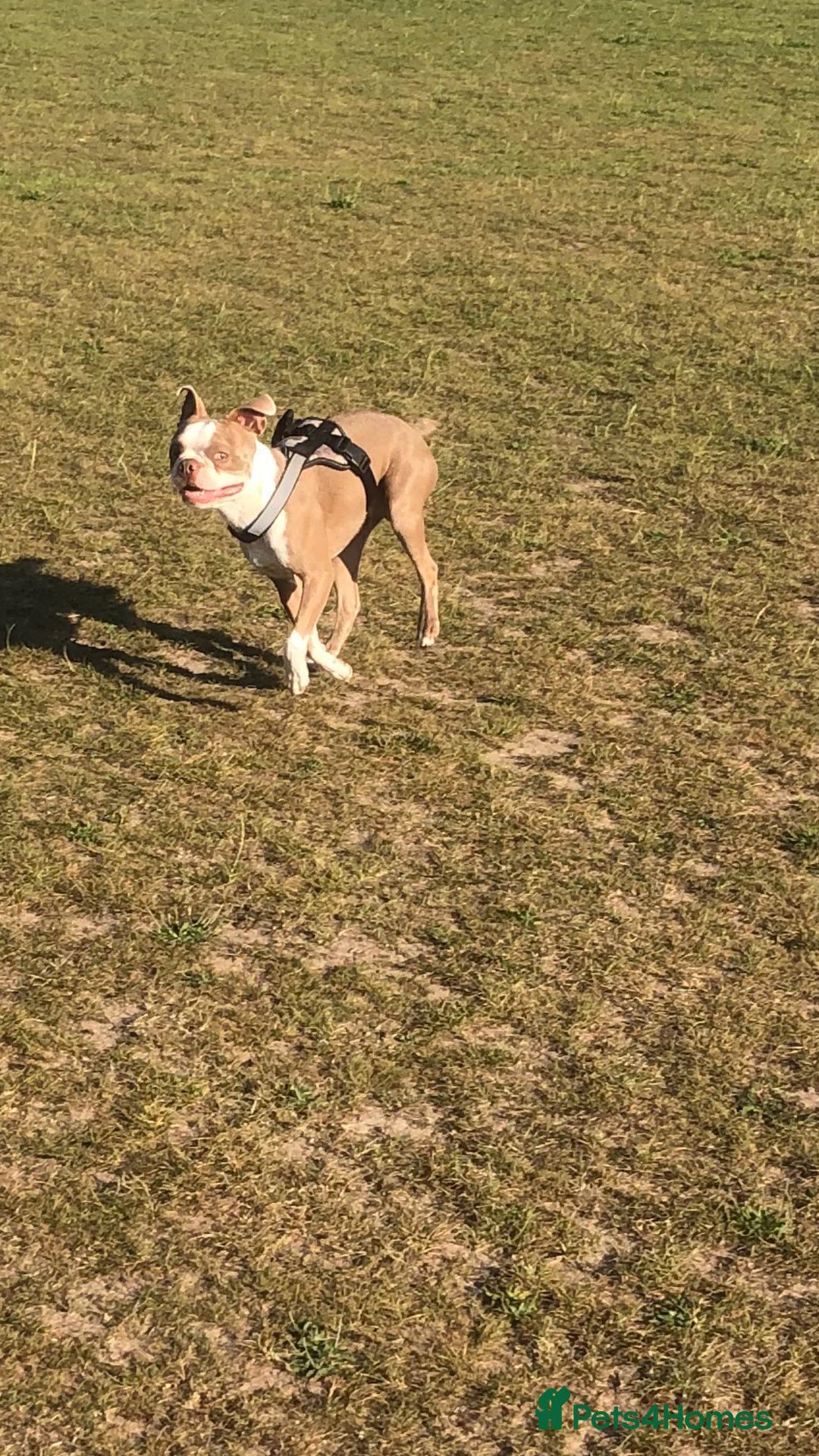 Boston Terrier dogs for stud: Bosten terrier for stud  - Advert 4