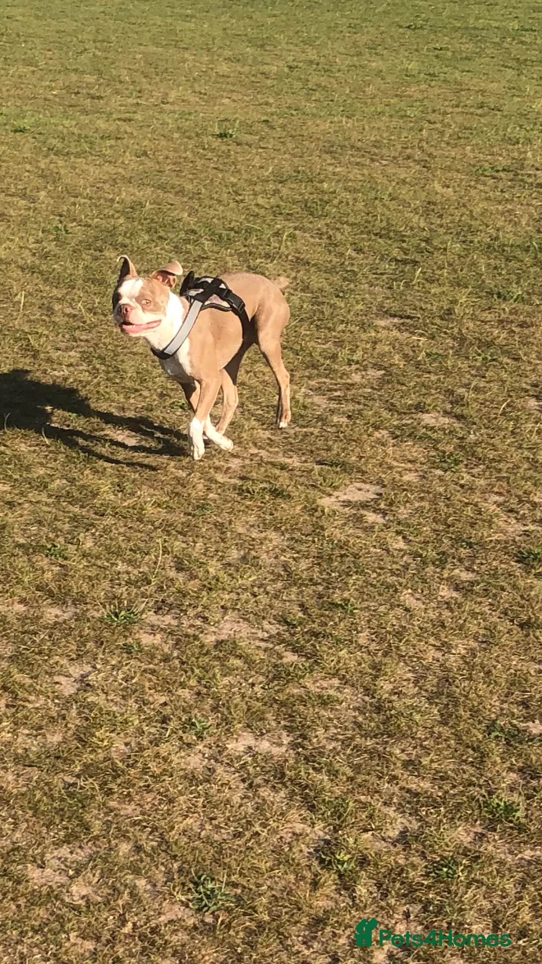 Boston Terrier dogs for stud: Bosten terrier for stud  - Advert 4