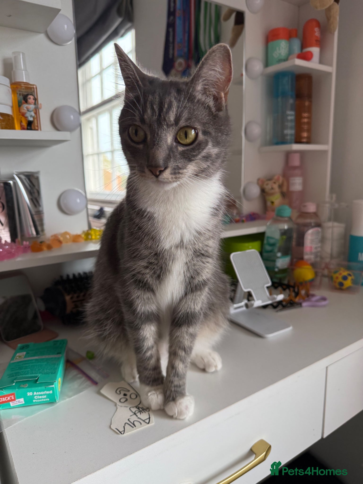 Mixed Breed cats 2 Male Tabby Kittens - Advert 1