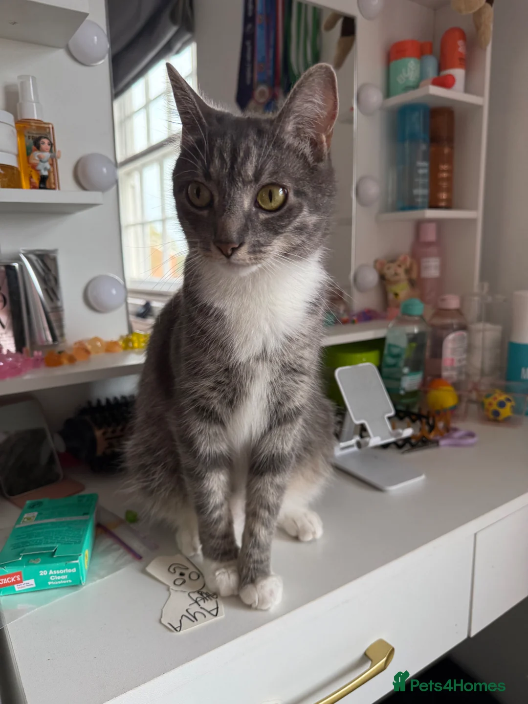 Mixed Breed cats for sale: 2 Male Tabby Kittens in Newport Pagnell - Advert 1