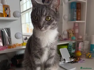 Mixed Breed cats 2 Male Tabby Kittens - Advert 1