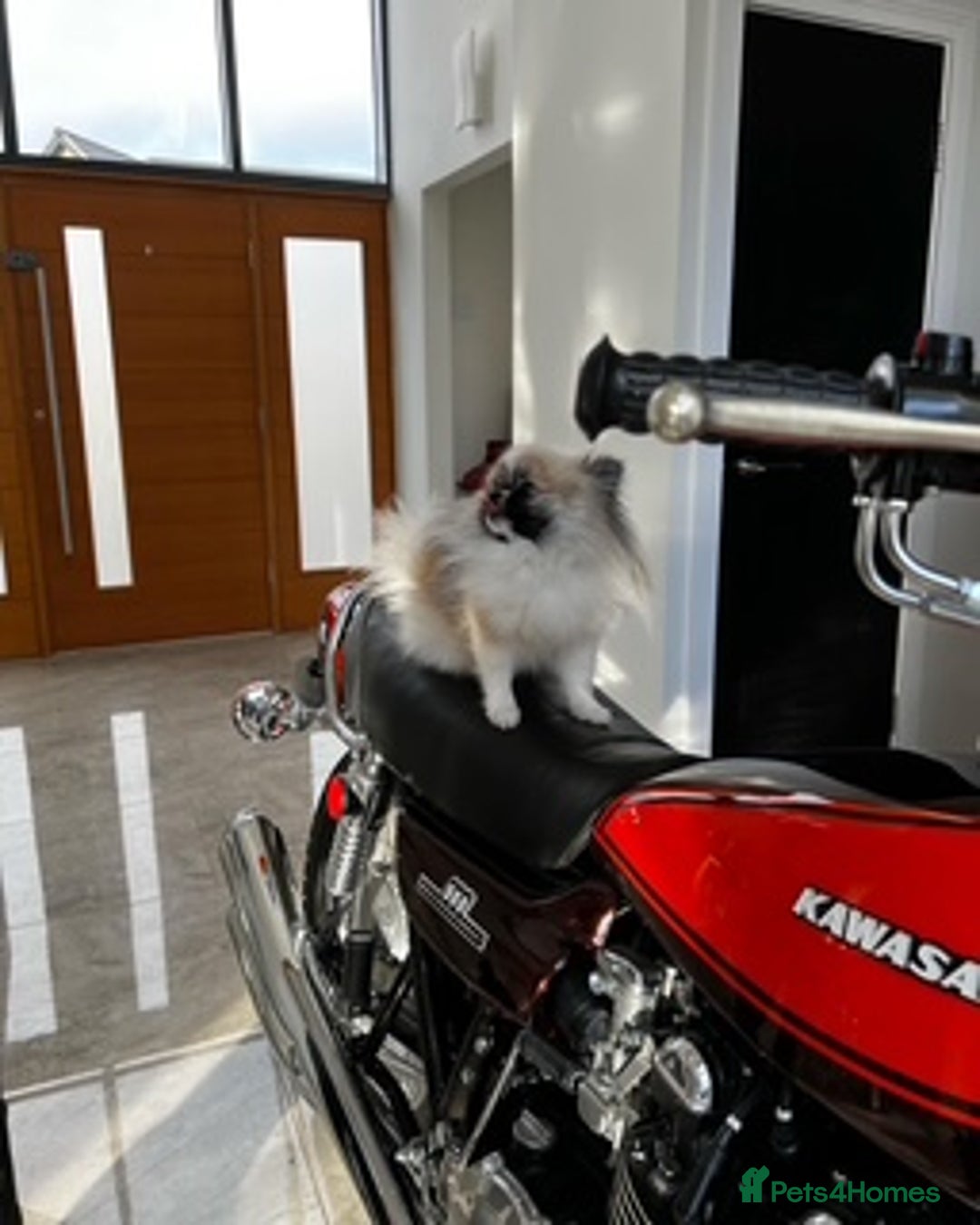 Pomeranian dogs for sale: Cecil the Pomeranian - Image 8