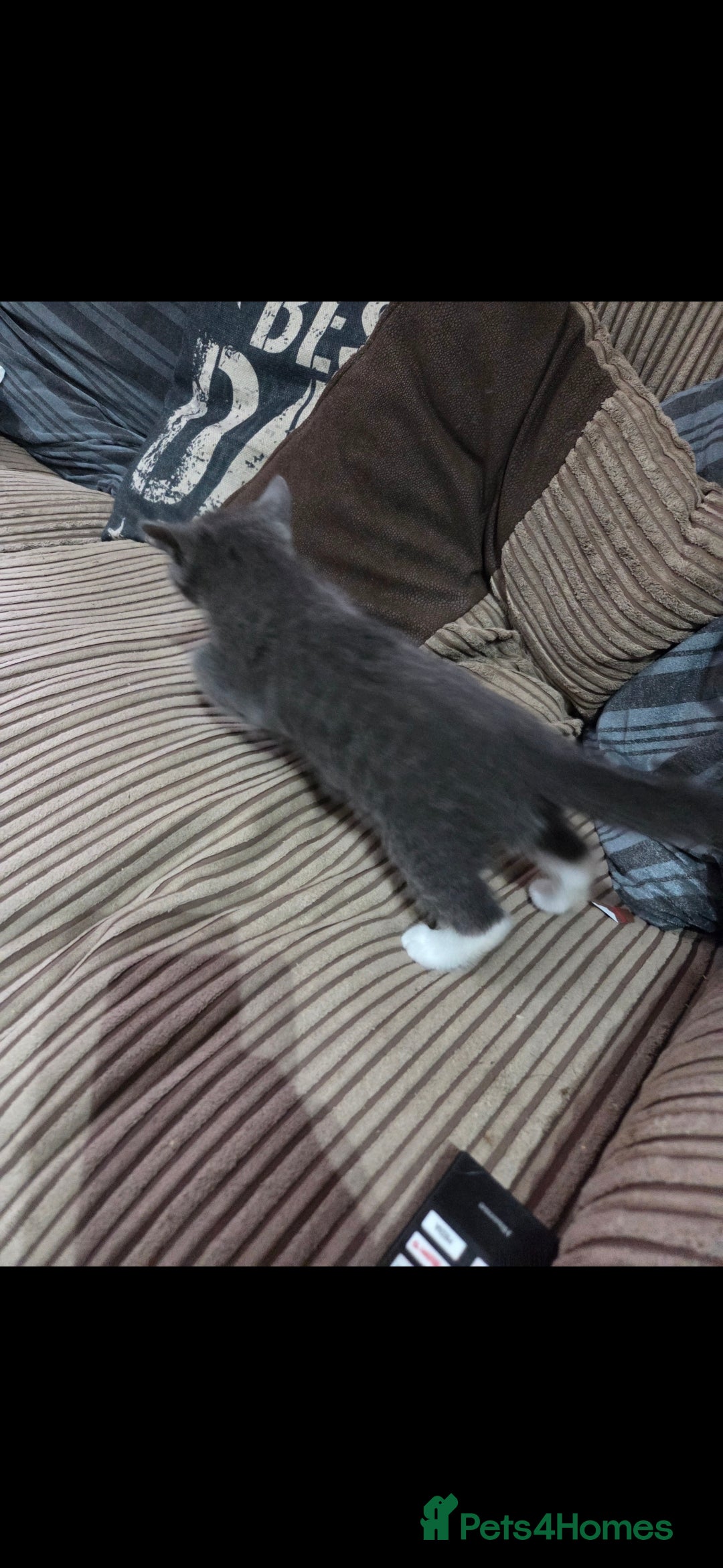 Mixed Breed cats for sale: Kittens ready now  - Image 12