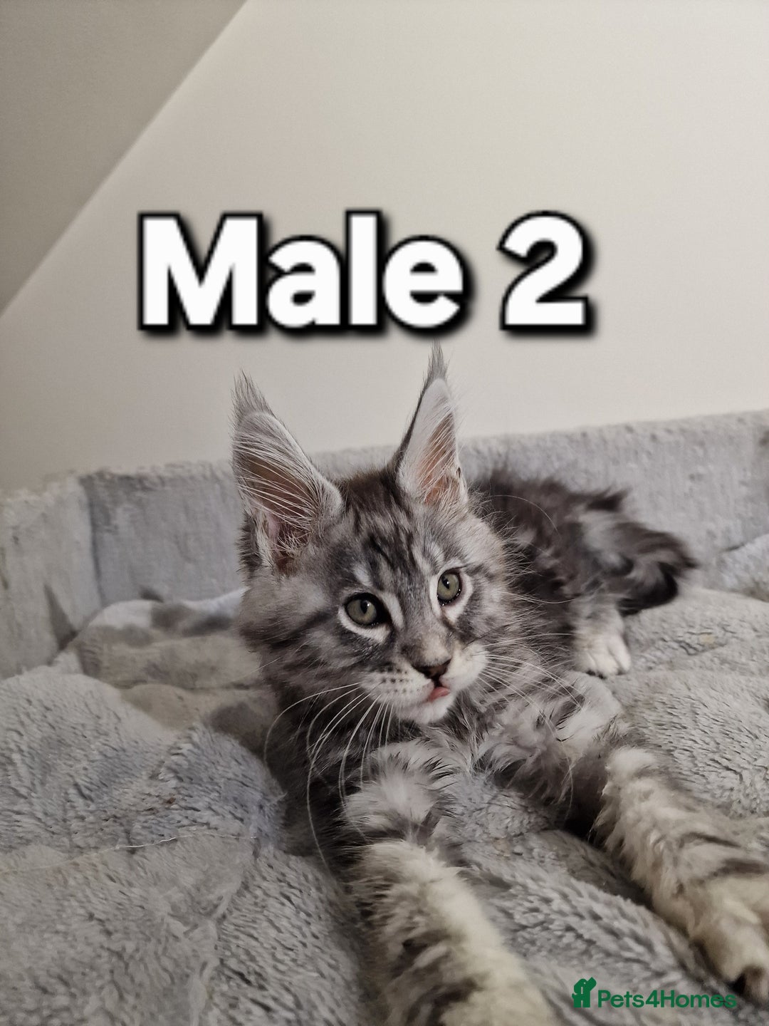 Maine Coon cats for sale: 💥Pure Maine coon😻 - Advert 6