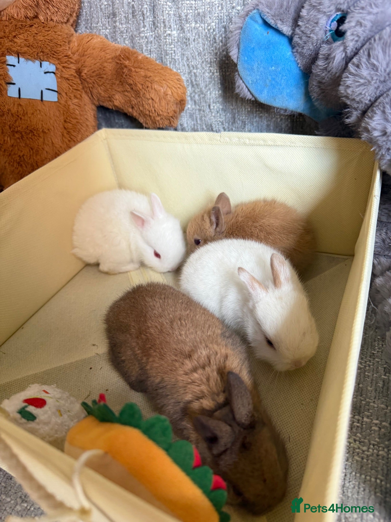 Mixed Breed rabbits ✨🐇Cute Mixed Breed Baby Bunnies Available😍🐇 - Advert 1