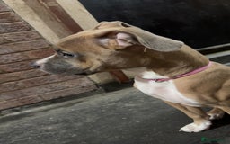 Mixed Breed dogs for sale: Angel - Staffordshire bull terrier cross boxer - Image 8