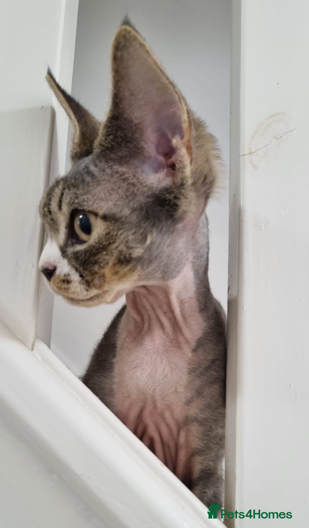Devon Rex cats for sale: ❤️🐱Brown mackerel tabby Devon Rex ❤️🐱 - Advert 23