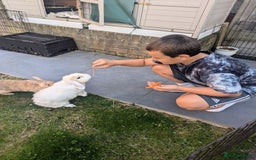 Angora rabbits for sale: Bonded Pair of Rabbits Looking for Forever Home - Image 8