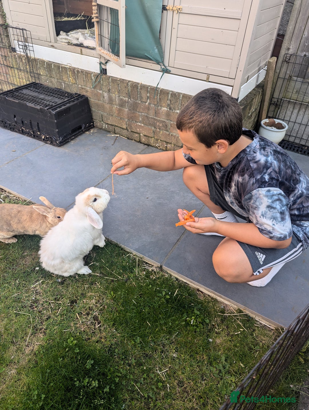 Angora rabbits for sale: Bonded Pair of Rabbits Looking for Forever Home - Image 8