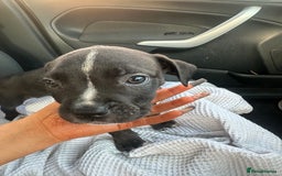 Mixed Breed dogs for sale: Staff x cane corso puppies - Image 22