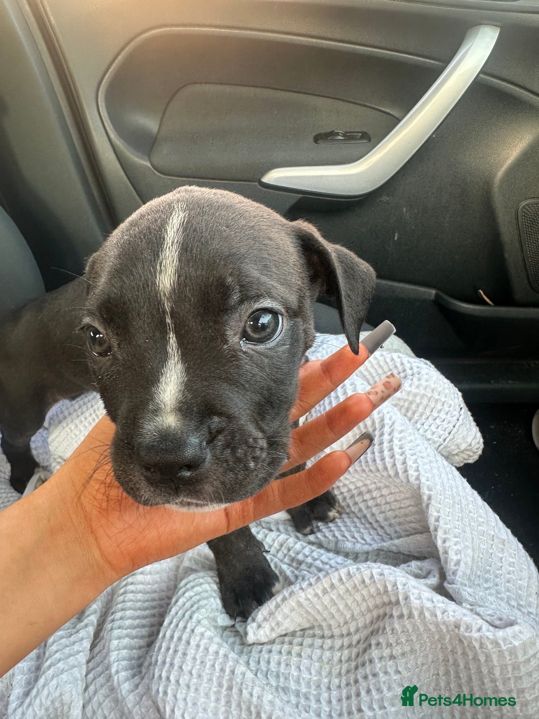 Mixed Breed dogs for sale: Staff x cane corso puppies - Image 22