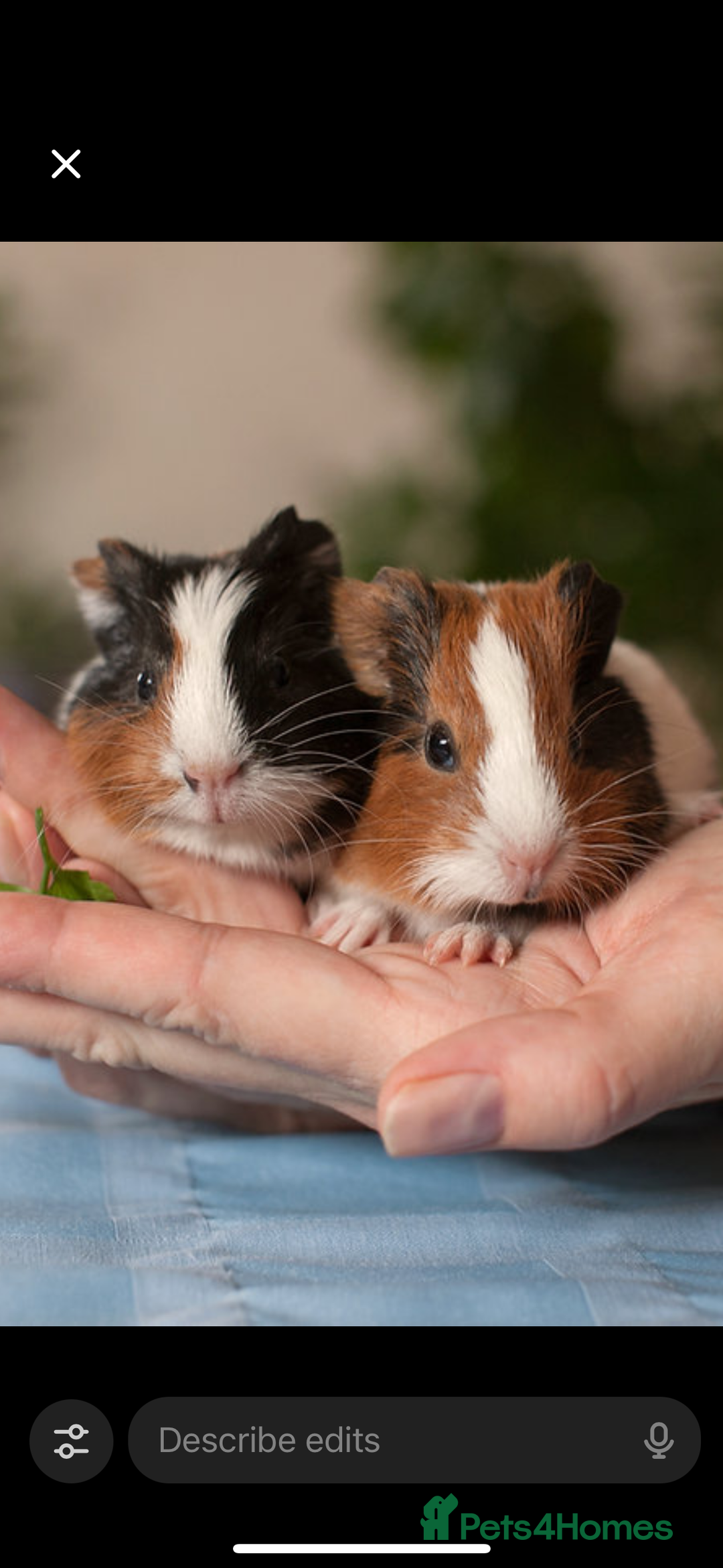 Guinea Pig rodents for sale: A Mixed Colour of Beautiful Guinea pigs  - Advert 2