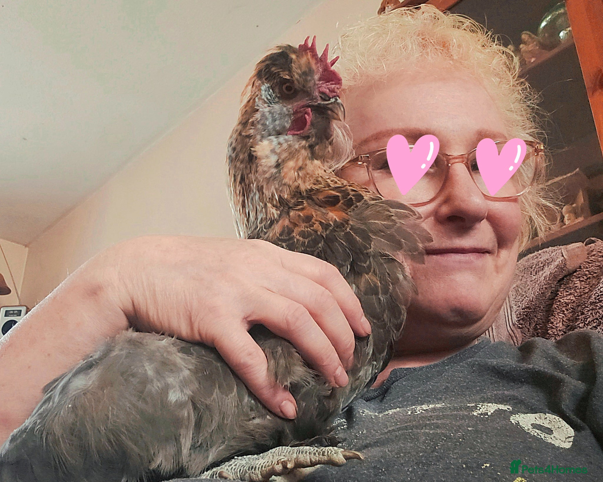 Chickens poultry Araucana x Silkie boy - Advert 2