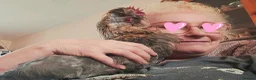 Chickens poultry for sale: Araucana x Silkie boy - Advert 2
