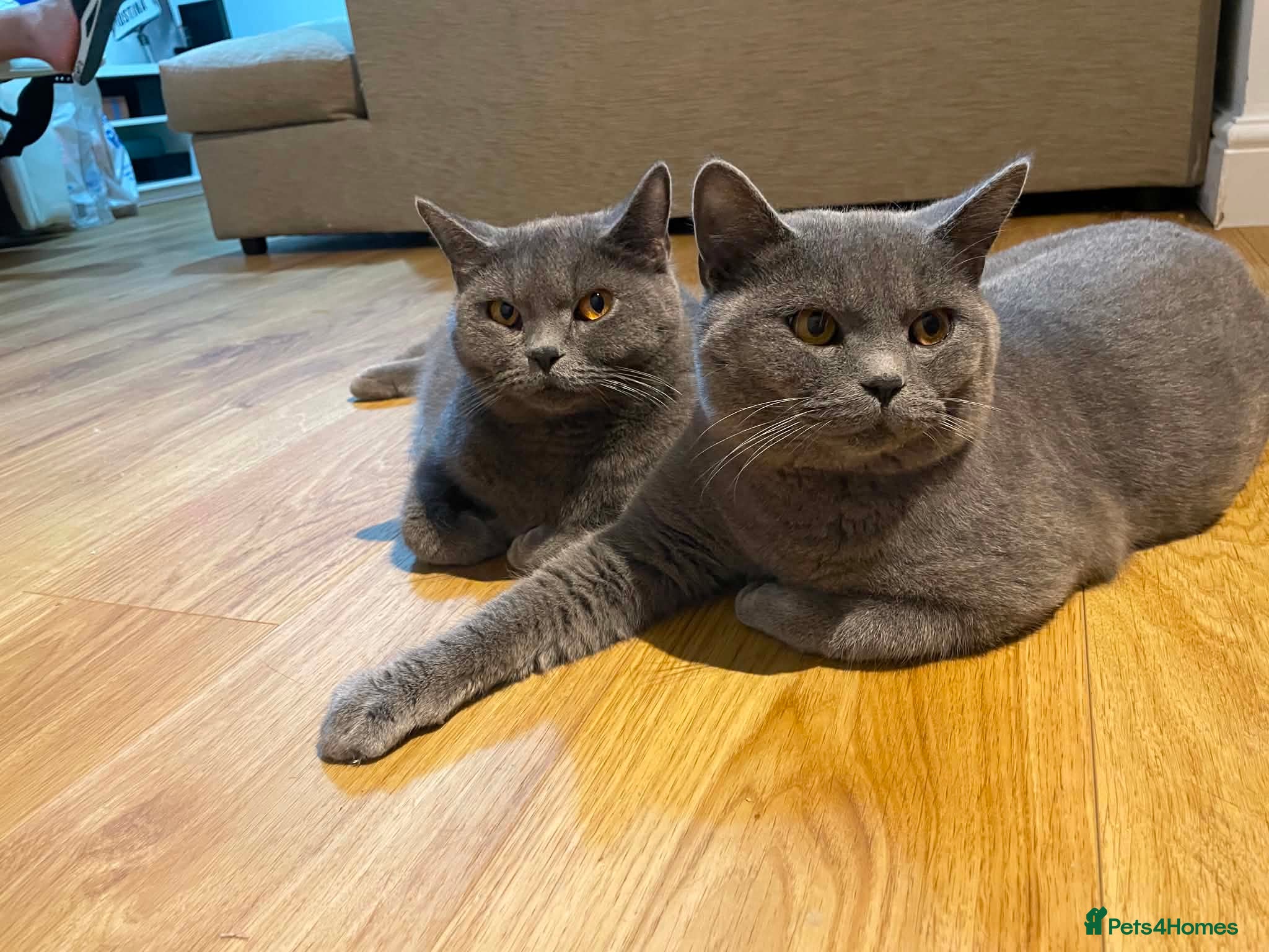British Shorthair cats 💙 British Shorthair Male & Female 🐾 - Advert 1