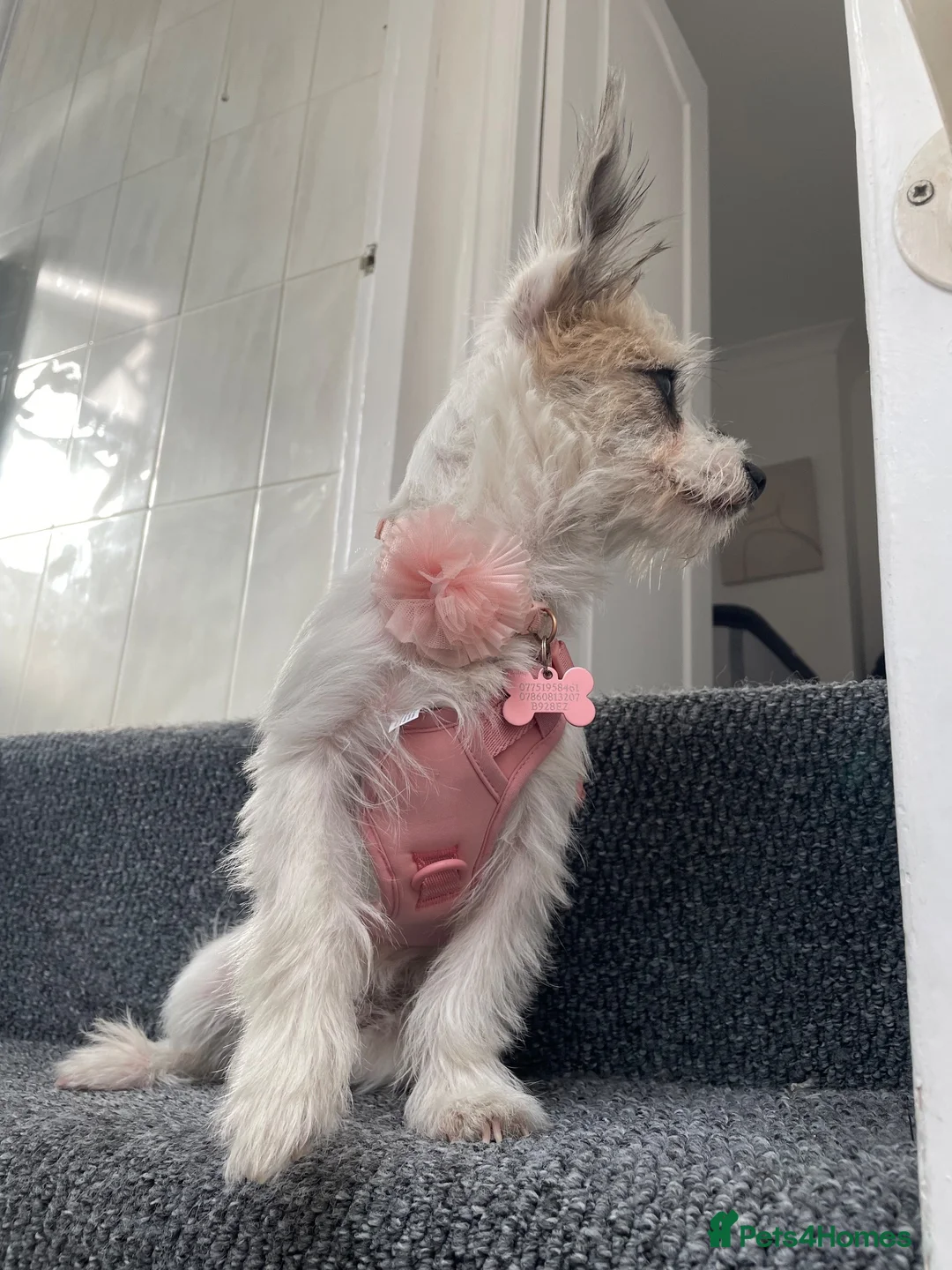 Mixed Breed dogs for sale: Lovely Crossbread Girl - Advert 4