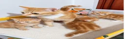 Mixed Breed cats for sale: Ginger kittens cute and cuddley - Advert 3
