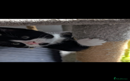 Mixed Breed cats for sale: Healthy kittens - READY NOW ( 8 weeks old )  - Image 7