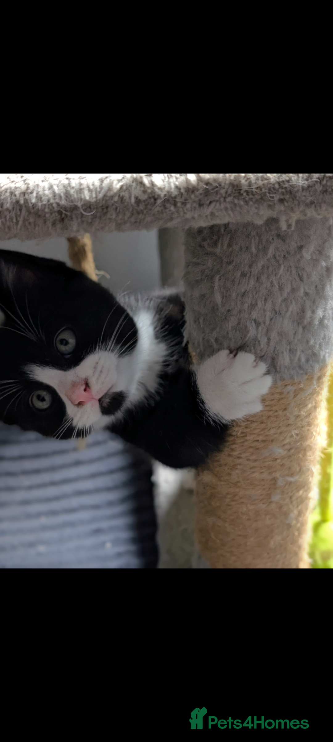 Mixed Breed cats for sale: Healthy kittens - READY NOW ( 8 weeks old )  - Image 7