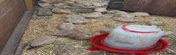 Quail poultry for sale: Quails in Luton in Dunstable - Advert 1