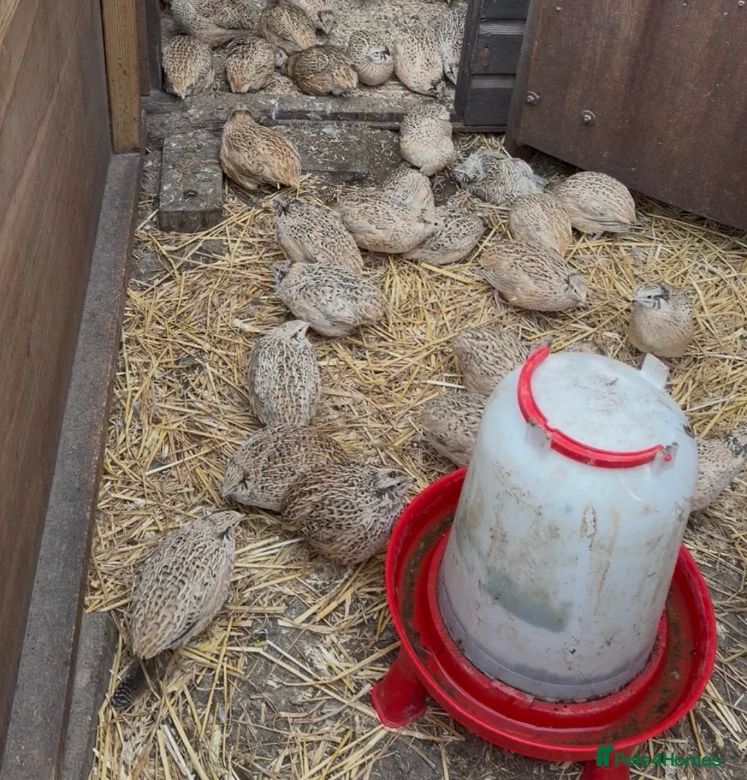 Quail poultry for sale: Quails in Luton in Dunstable - Advert 1