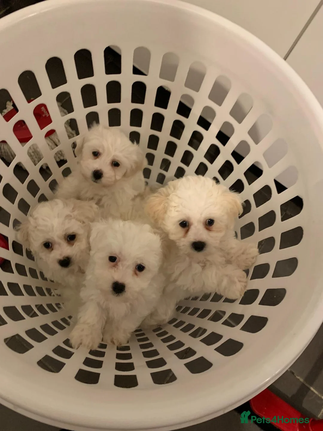 Bichon Frise dogs for sale: Bichon frise - Advert 1