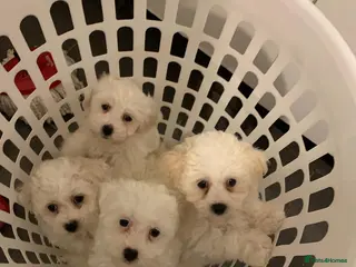 Bichon Frise dogs Bichon frise - Advert 1