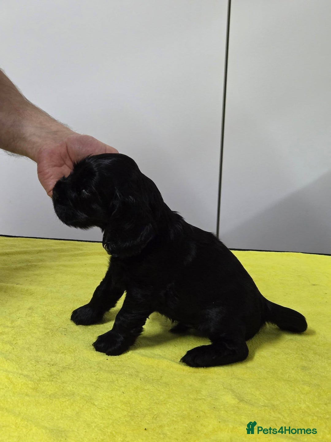 Cocker Spaniel dogs for sale: English Show Cocker Spaniel puppies from home - Advert 5