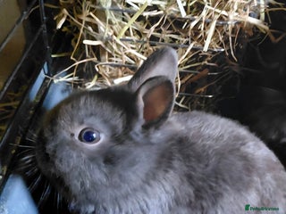 Netherland Dwarf rabbits Pure Netherland dwarf buck babies.Choc& self Black - Advert 22