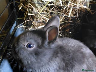 Netherland Dwarf rabbits Pure Netherland dwarf buck babies.Choc& self Black - Advert 3