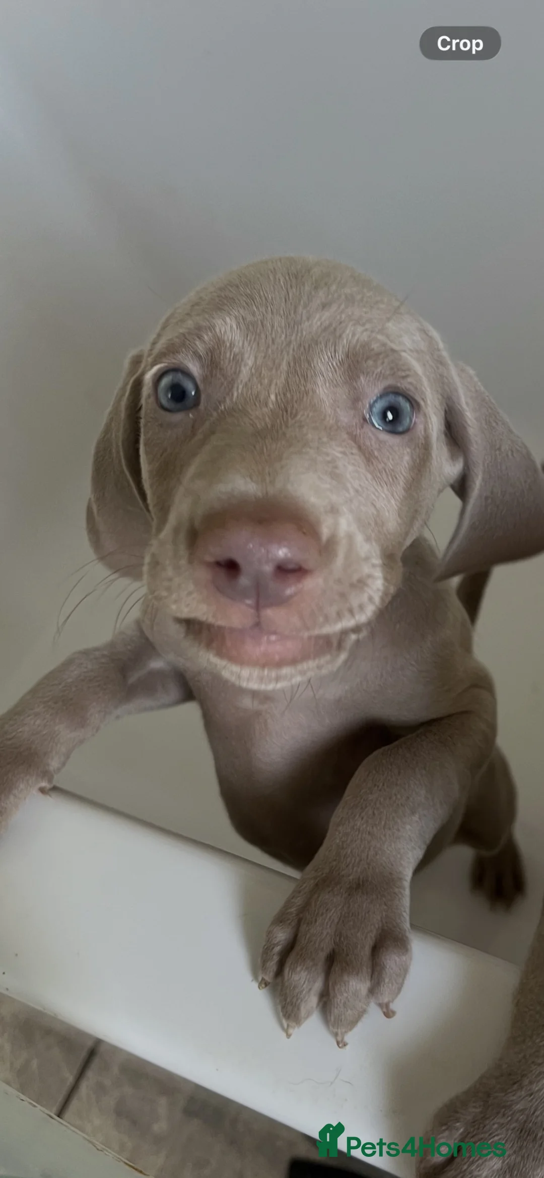 Weimaraner dogs for sale: Weimaraner pups, kc reg , 7 boys , 2 girls - Advert 2