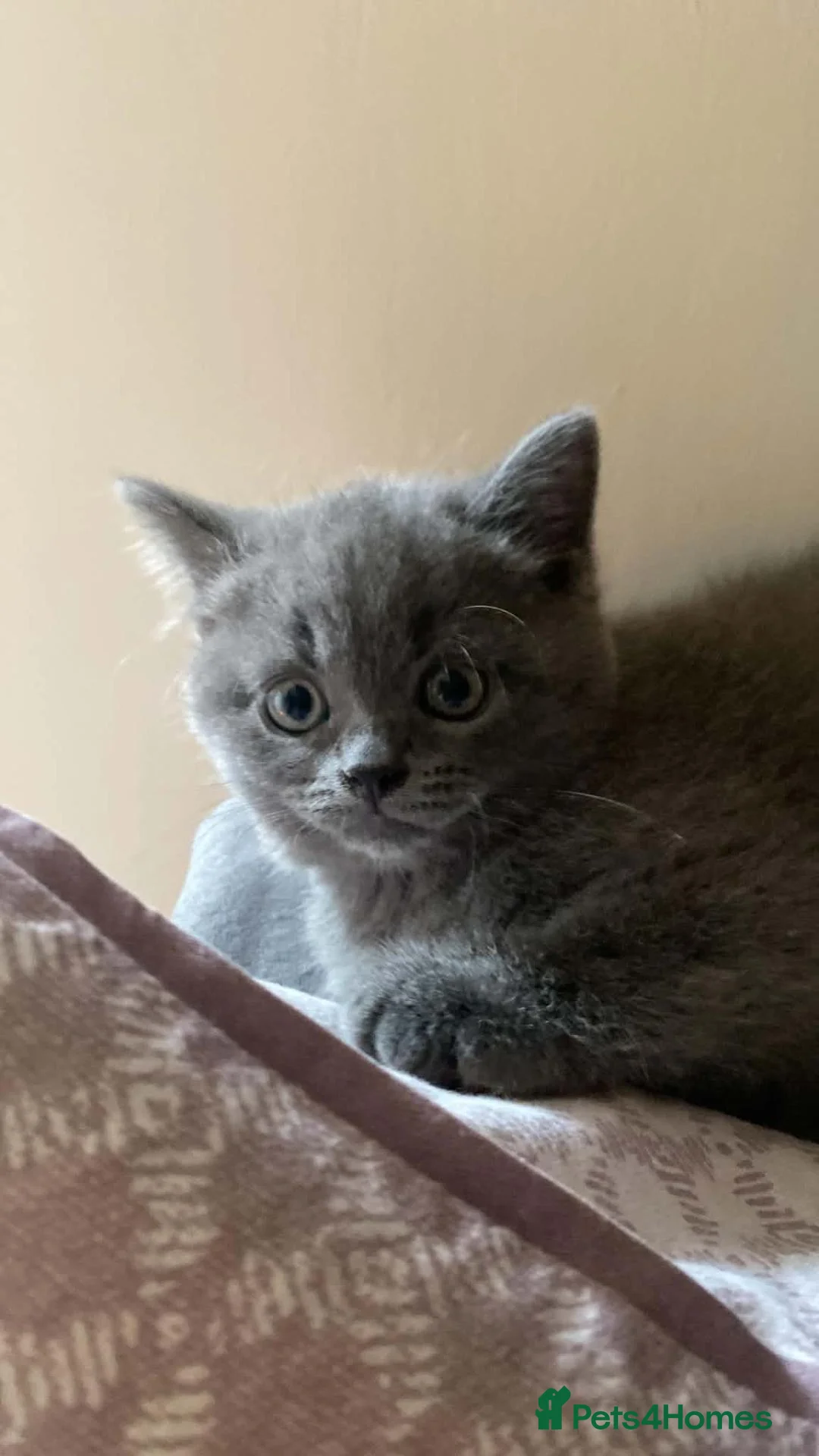 British Shorthair cats for sale: British Shorthair Blue Boys - Advert 18