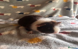 Guinea Pig rodents for sale: Lovely Teddy and Coronet baby Guinea pigs - Image 5