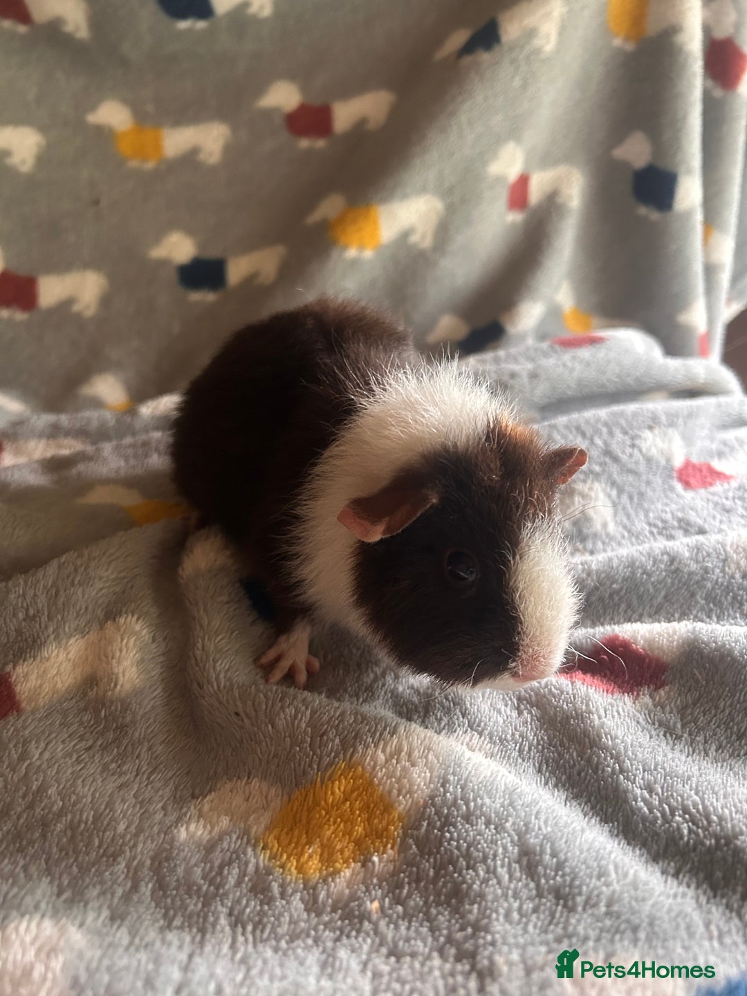 Guinea Pig rodents for sale: Lovely Teddy and Coronet baby Guinea pigs - Image 5