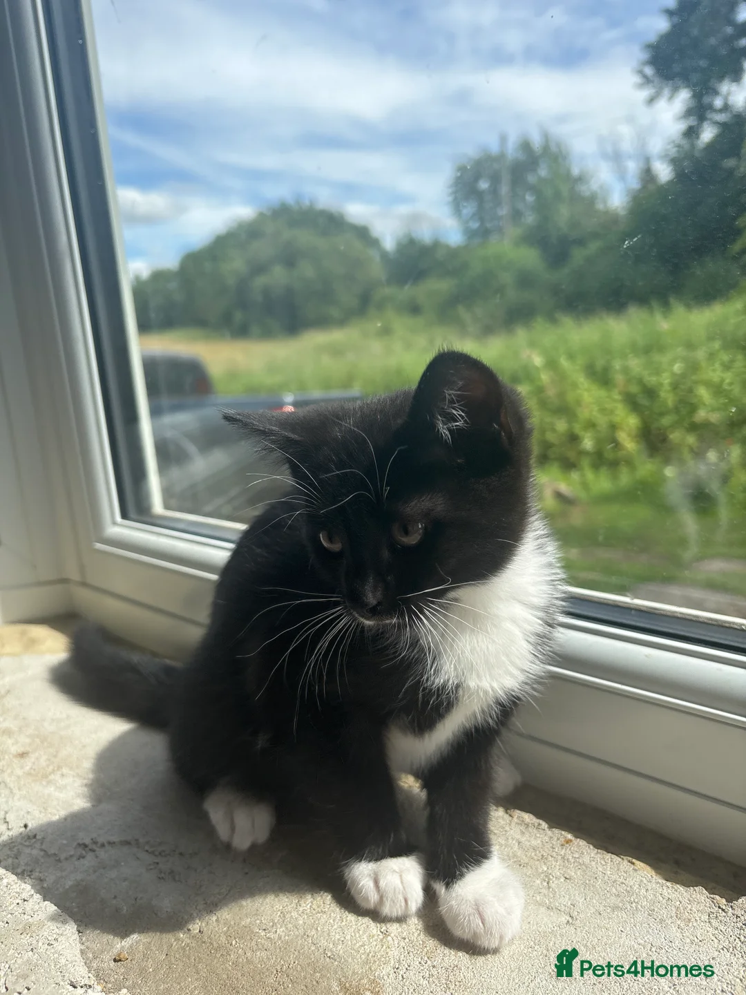 Domestic Shorthair cats for sale: Kittens for sale  in Harrogate - Advert 2