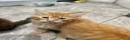 Mixed Breed cats for sale: Beautiful Friendly Kittens Ready for Loving Homes - Advert 21
