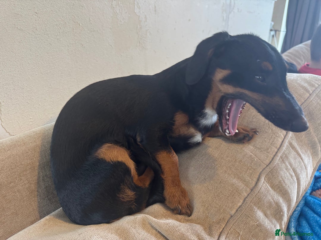 Mixed Breed dogs for sale: 5.5 month old Daxipoo  - Image 4