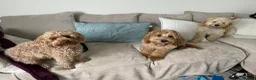Cockapoo dogs for sale: Rehoming our beloved cockapoo Max in Barnstaple - Advert 5