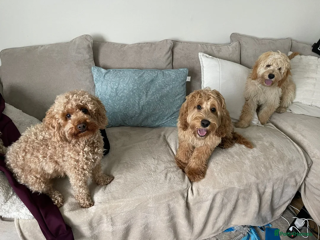 Cockapoo dogs for sale: Rehoming our beloved cockapoo Max in Barnstaple - Advert 5