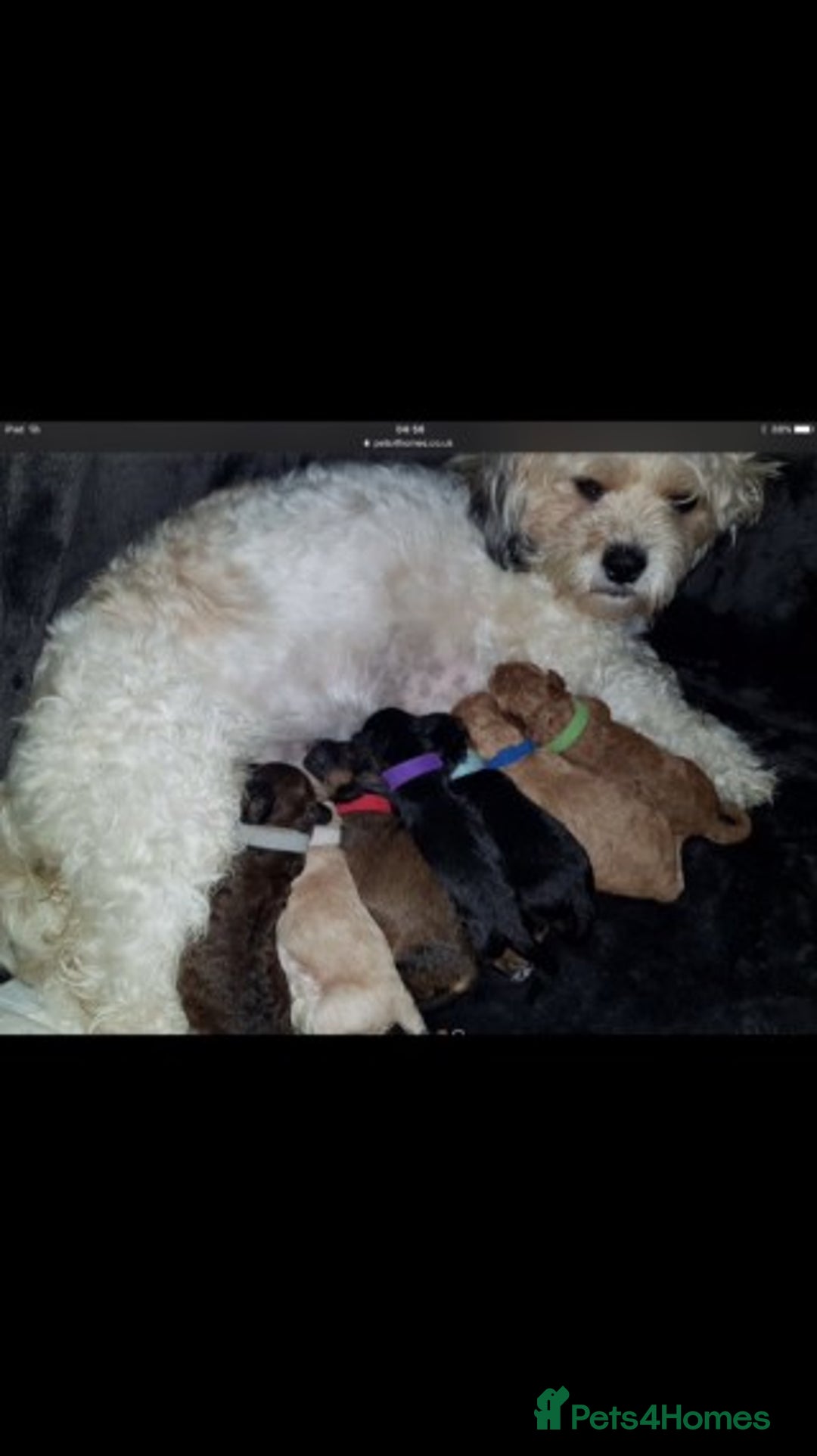 Miniature Poodle dogs for stud: Extensively Health Tested Deep Red Mini Poodle in Mansfield - Image 37