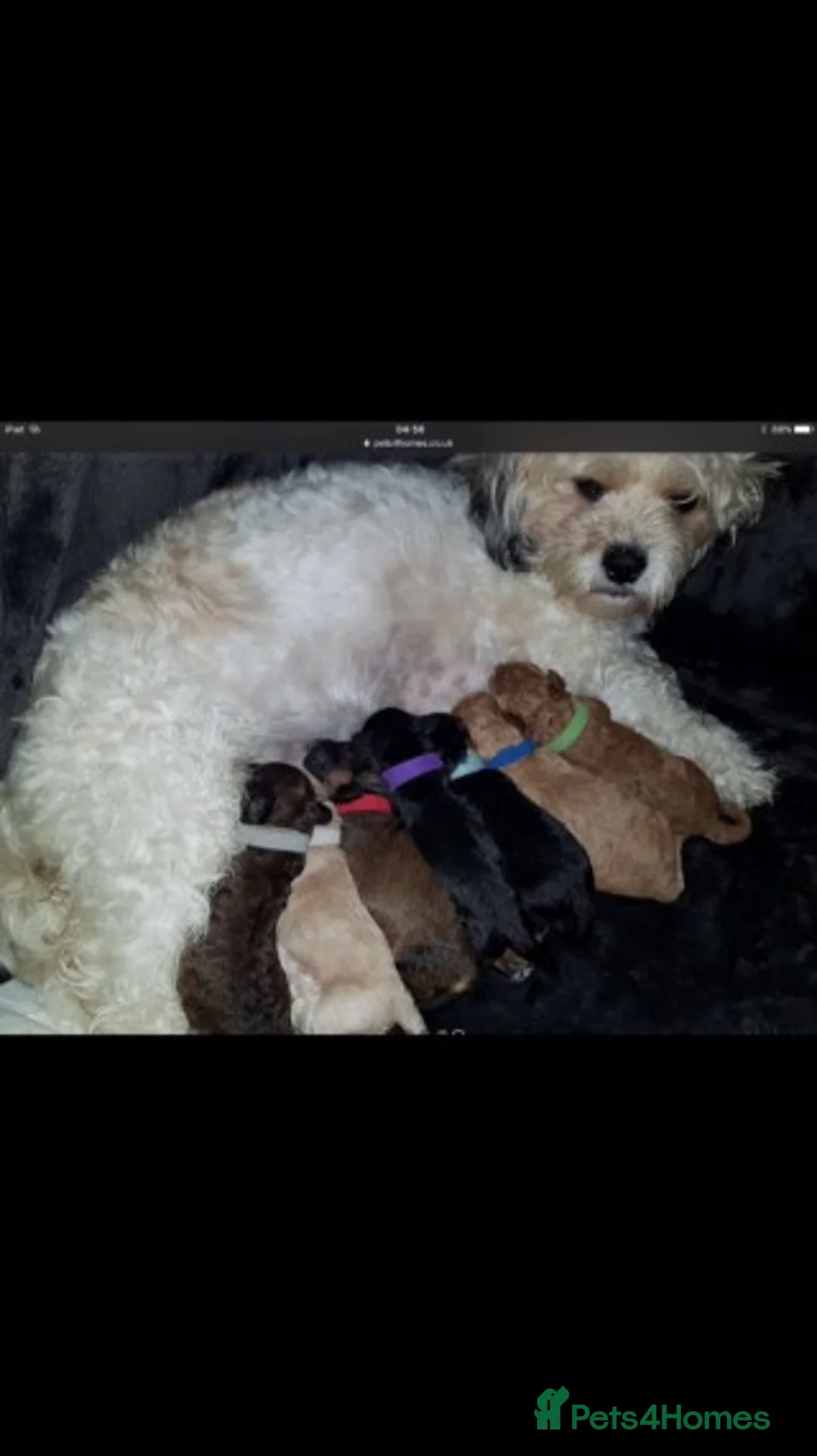Miniature Poodle dogs for stud: Extensively Health Tested Deep Red Mini Poodle in Mansfield - Advert 37