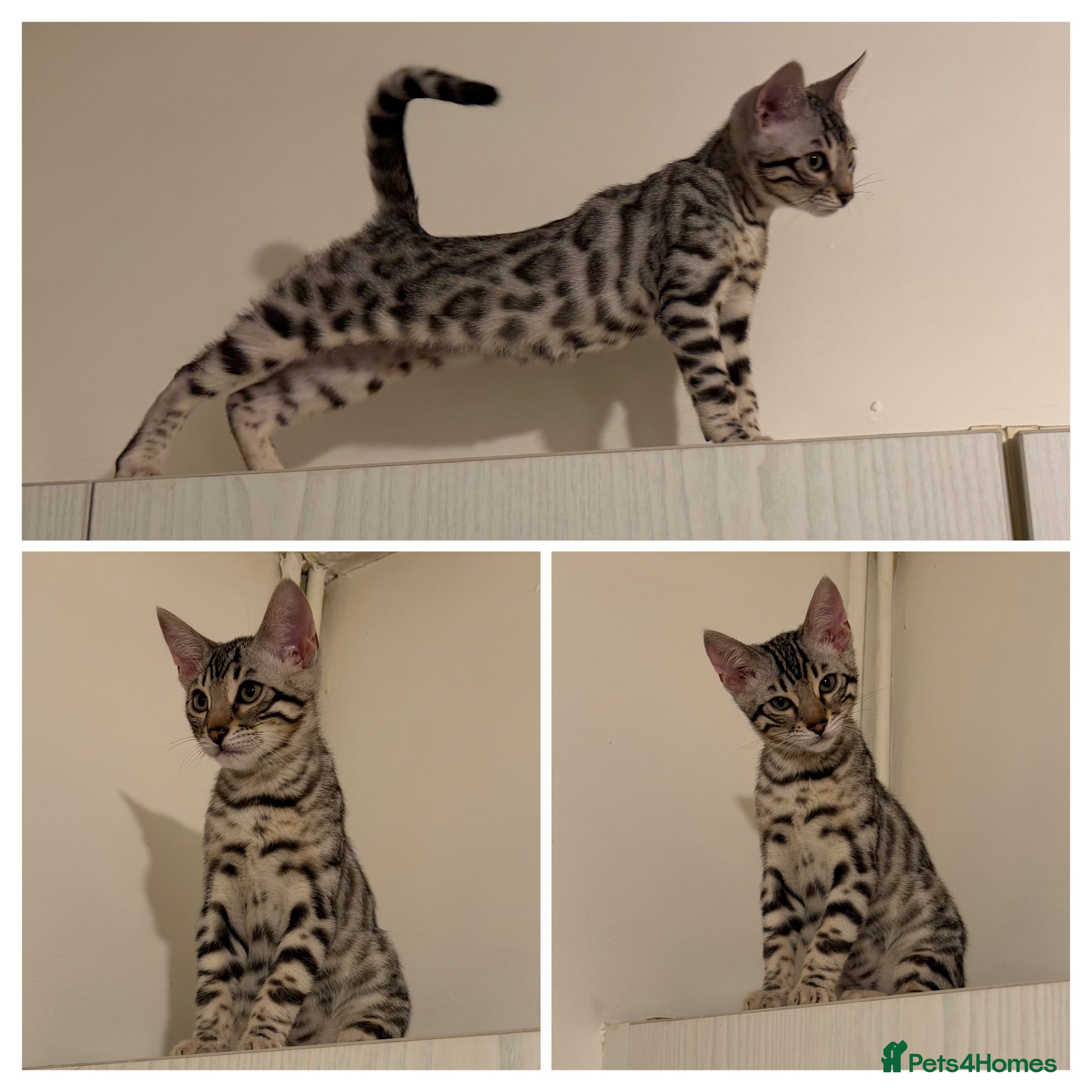 Bengal cats 🩶 BENGAL 🔥 KITTENS 🤍 TICA REGISTERED  - Advert 3