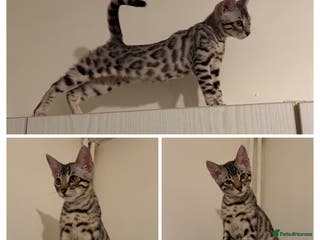 Bengal cats 🩶 BENGAL 🔥 KITTENS 🤍 TICA REGISTERED - Advert 3