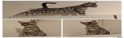 Bengal cats for sale: 🩶 BENGAL 🔥 KITTENS 🤍 TICA REGISTERED  - Advert 1