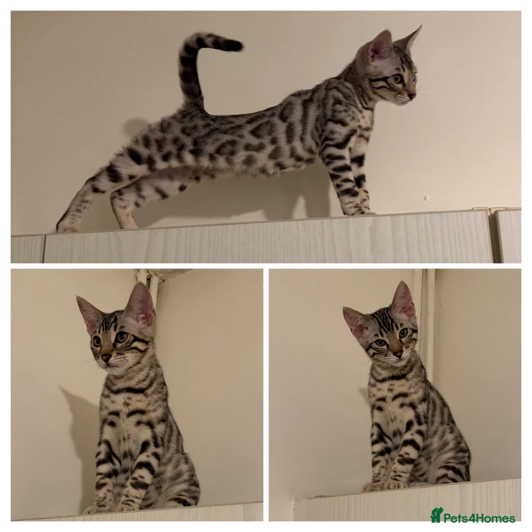 Bengal cats for sale: 🩶 BENGAL 🔥 KITTENS 🤍 TICA REGISTERED  - Advert 1