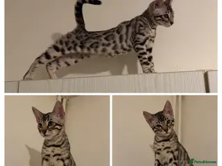 Bengal cats for sale: 🩶 BENGAL 🔥 KITTENS 🤍 TICA REGISTERED - Advert 2