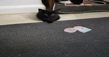 Mixed Breed cats - Advert 5