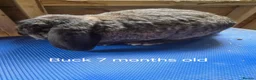 French Lop rabbits for sale: 6 show type french lops  - Advert 4